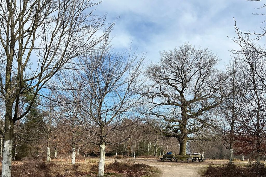 Wandelen en leren – hoe een ommetje het brein helpt bij concentratie en geheugen