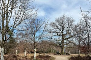 Wandelen en leren – hoe een ommetje het brein helpt bij concentratie en geheugen