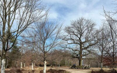 Wandelen en leren