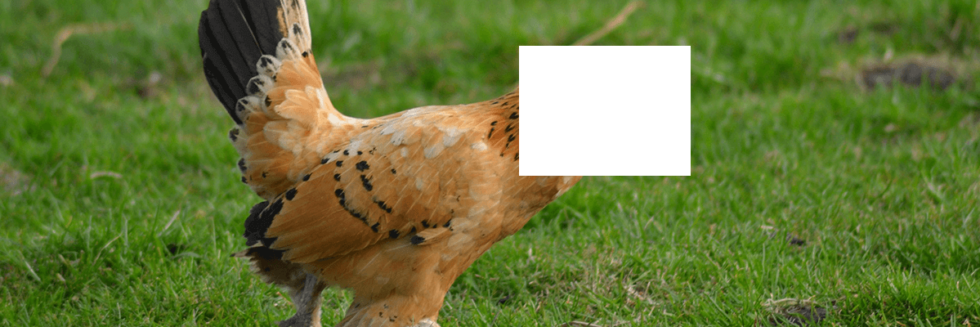 Als een kip zonder kop naar online? - Labby